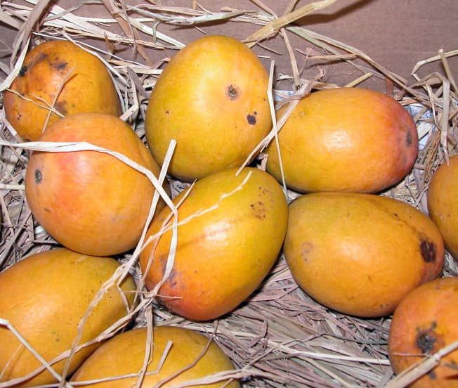 Alphonso mangoes packed in straw